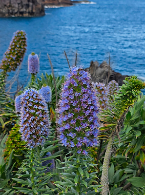 heel bijzonder zijn ze omdat ze alleen op Madiera te zien zijn
maar hier zie je dat ze daar volop aanwezig zijn
ik tel er negen!