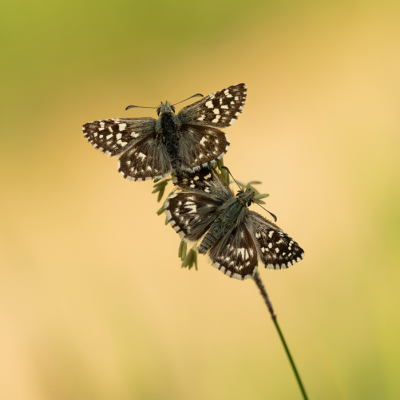 Pyrgus malvae / Aardbeivlinder / Grizzled Skipper Pyrgus malvae / Aardbeivlinder / Grizzled Skipper