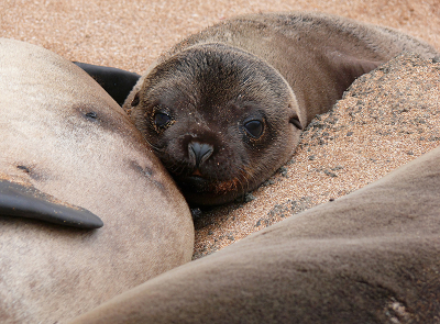 zo'n jong dier is bijna altijd  hartveroverend. Zo ontspannen ligt hij/zij tegen zijn moeder aan.