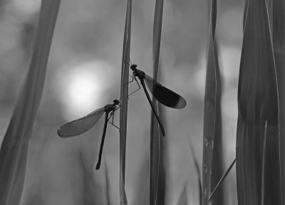 Nature picture: 1. Weidebeekjuffer
