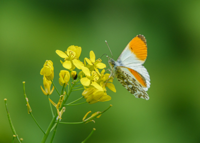 Nature picture: 1. Oranjetipje