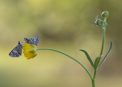 Nature picture: 1. Aardbeivlinder