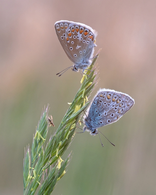 Nature picture: 1. Icarusblauwtje
