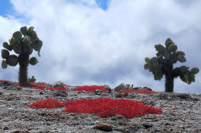 de rode bloemen springen er het meest uit maar toch de nadruk gelegd op de Cactusbomen die als soort herkenbaar zijn.