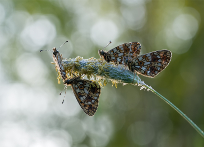 Nature picture: 1. Zilveren Maan