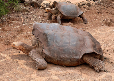 <i class='fa fa-user'></i> guidomwm | Galapagosreuzenschildpad  <i class='fa fa-eye'> 51</i>   <i class='fa fa-comment-o'> 8</i>