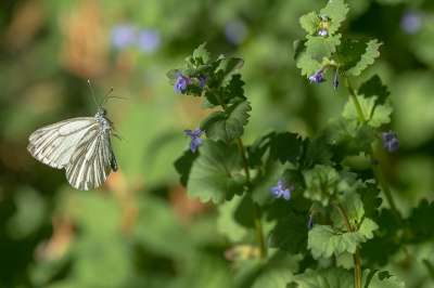Nature picture: 1. Klein Geaderd Witje