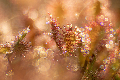 Nature picture: 1. Kleine zonnedauw