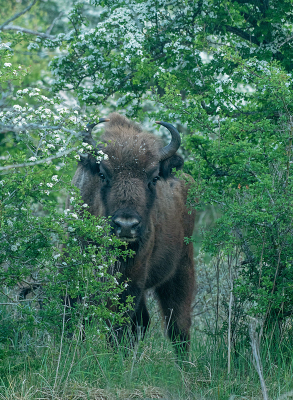 <i class='fa fa-user'></i> Eef Kieft |  Wisent  <i class='fa fa-eye'> 17</i>  <i class='fa fa-thumbs-up'> 1</i>   <i class='fa fa-comment-o'> 0</i>