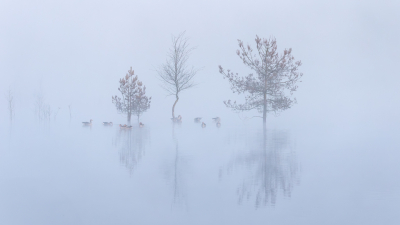 <i class='fa fa-user'></i> Reinier van den Born |  Mist  <i class='fa fa-eye'> 13</i>  <i class='fa fa-thumbs-up'> 1</i>   <i class='fa fa-comment-o'> 2</i>