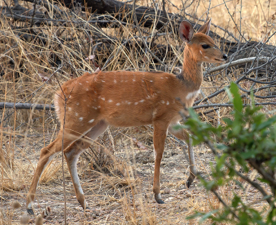 <i class='fa fa-user'></i> guidomwm |  Chobe Bosbok  <i class='fa fa-eye'> 30</i>   <i class='fa fa-comment-o'> 3</i>