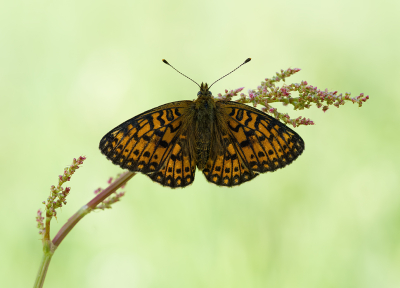 Nature picture: 1. Zilveren Maan