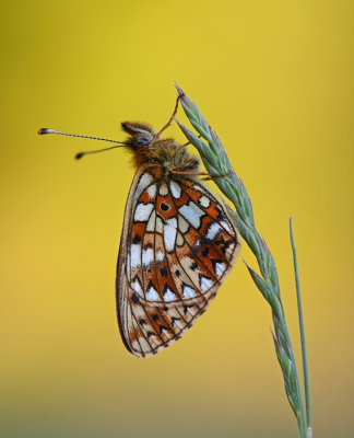 Nature picture: 1. Zilveren Maan