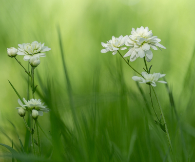 Nature picture: 1. Haarlems Klokkenspel