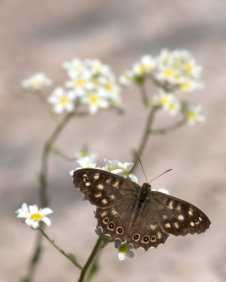 Nature picture: 1. Bont Zandoogje