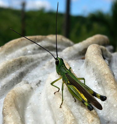 Ceracris kiangsu / Ceracris kiangsu / Ceracris kiangsu Ceracris kiangsu / Ceracris kiangsu / Ceracris kiangsu