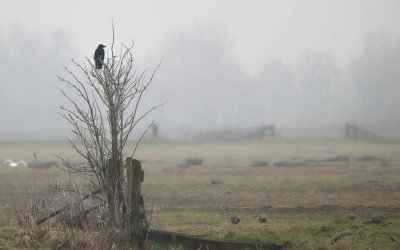 <i class='fa fa-user'></i> JohnSaxofoon |  Polderlandschap  <i class='fa fa-eye'> 16</i>   <i class='fa fa-comment-o'> 0</i>