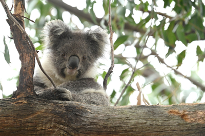 <i class='fa fa-user'></i> Eric Gibcus |  Koala  <i class='fa fa-eye'> 7</i>   <i class='fa fa-comment-o'> 0</i>
