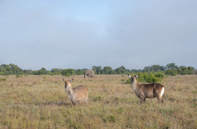 De dieren zijn te duidelijk aanwezig om deze foto in te dienen als landschapsfoto. Maar de opname was wel bedoeld om dit landschap in beeld te brengen. Het lukt niet echt goed met de landschapsfotografie. De werkelijkheid is veel mooier.