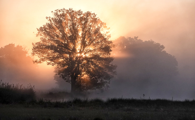 <i class='fa fa-user'></i> nelappelmelk | Even na zonsopkomst in de mist  <i class='fa fa-eye'> 61</i>  <i class='fa fa-thumbs-up'> 4</i>   <i class='fa fa-comment-o'> 9</i>