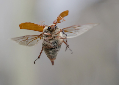Melolontha melolontha / Meikever / Common Cockchafer Melolontha melolontha / Meikever / Common Cockchafer