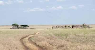 Kenmerkend voor de Serengeti is het weidse landschap met hier en daar wat rotsen en boomgroepen. Meestal kan je al van ver zien of er leeuwen op de rotsen in het zonnetje liggen. De boomgroepen heel langzaam benaderen er zitten vaak uilen in het donker.