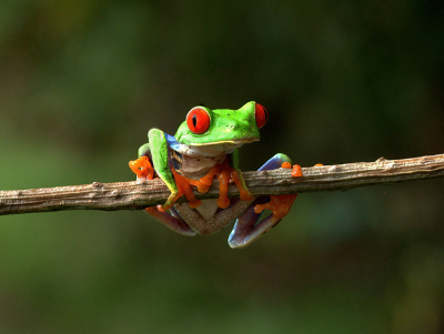 Agalychnis callidryas / Roodoogmakikikker / Red Eyed Leaf frog