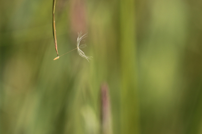 <i class='fa fa-user'></i> frbeuming | Paardenbloem pluisje  <i class='fa fa-eye'> 43</i>   <i class='fa fa-comment-o'> 1</i>
