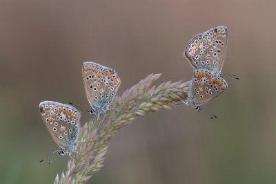Nature picture: 1. Icarusblauwtje