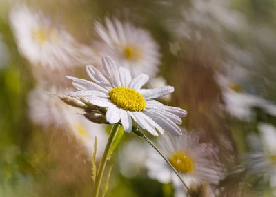 <i class='fa fa-user'></i> hesterb | Gewone Margriet  <i class='fa fa-eye'> 61</i>  <i class='fa fa-thumbs-up'> 1</i>   <i class='fa fa-comment-o'> 9</i>