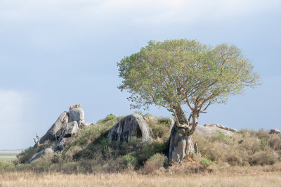 <i class='fa fa-user'></i> JeroenAsilia | Afrikaans Landschap  <i class='fa fa-eye'> 60</i>  <i class='fa fa-thumbs-up'> 1</i>   <i class='fa fa-comment-o'> 4</i>