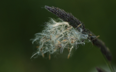 <i class='fa fa-user'></i> frbeuming | Verwaaide paardenbloem zaadjes  <i class='fa fa-eye'> 45</i>  <i class='fa fa-thumbs-up'> 1</i>   <i class='fa fa-comment-o'> 0</i>