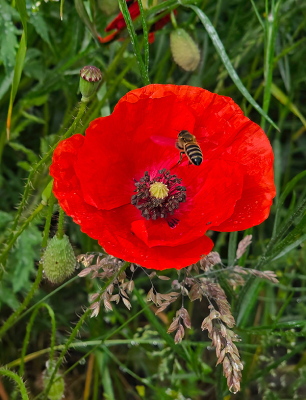 <i class='fa fa-user'></i> guidomwm | Honingbij & Papaver  <i class='fa fa-eye'> 45</i>   <i class='fa fa-comment-o'> 2</i>