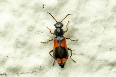 <i class='fa fa-user'></i> Martin Verbeeten |  Anthocomus equestris  <i class='fa fa-eye'> 52</i>   <i class='fa fa-comment-o'> 3</i>