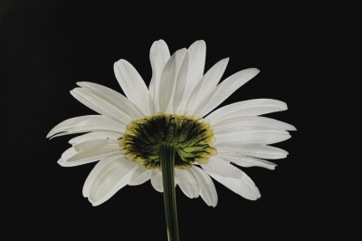 <i class='fa fa-user'></i> hesterb | Gewone Margriet  <i class='fa fa-eye'> 47</i>  <i class='fa fa-thumbs-up'> 1</i>   <i class='fa fa-comment-o'> 1</i>