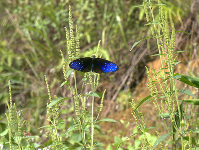 <i class='fa fa-user'></i> guidomwm | Euploea mulciber  <i class='fa fa-eye'> 49</i>   <i class='fa fa-comment-o'> 8</i>