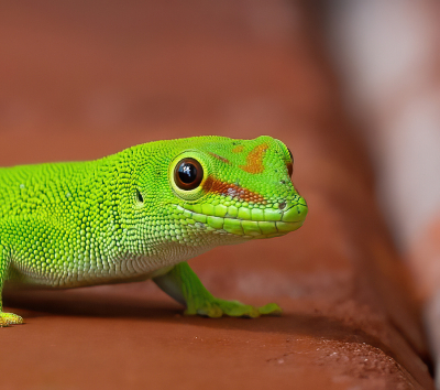 <i class='fa fa-user'></i> JeroenAsilia |  Madagaskardaggekko  <i class='fa fa-eye'> 52</i>  <i class='fa fa-thumbs-up'> 6</i>   <i class='fa fa-comment-o'> 4</i>