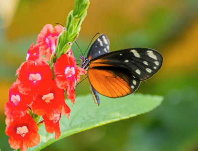Met de juiste determinatie ook meerdere foto's op internet bekeken. De kleur van de vlinder lijkt te rood op de foto die geplaatst is op 30 mei 2025.