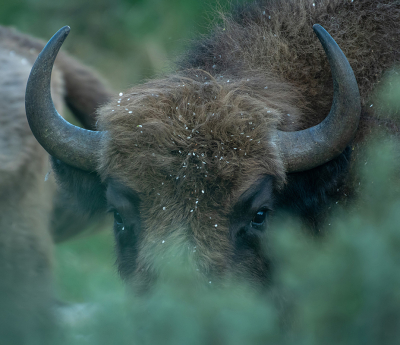 <i class='fa fa-user'></i> Eef Kieft |  Wisent  <i class='fa fa-eye'> 52</i>  <i class='fa fa-thumbs-up'> 4</i>   <i class='fa fa-comment-o'> 2</i>