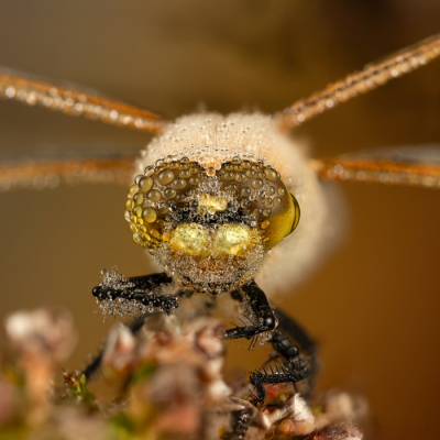 Libellula quadrimaculata / Viervlek / Four-spotted Chaser