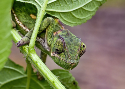 Voor het eerst in mijn tuin een Kameleon gezien, mogelijk zijn ze er al veel langer. Sinds ik vlinders en insecten fotografeer helpt mijn tuinman ook met zoeken en die ziet meer dan ik. Volgens Henk is de determinatie goed. Deze opname vond ik leuk omdat de kijkrichting van de ogen je aan het denken zet over de mogelijkheden van het brein van de kameleon.