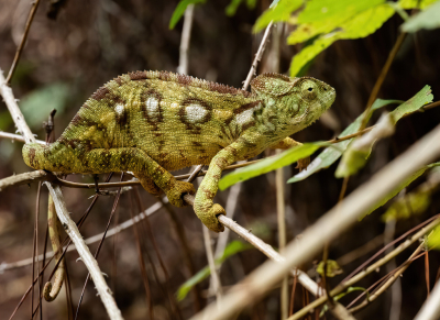 <i class='fa fa-user'></i> JeroenAsilia |  Panter Kameleon  <i class='fa fa-eye'> 34</i>   <i class='fa fa-comment-o'> 1</i>