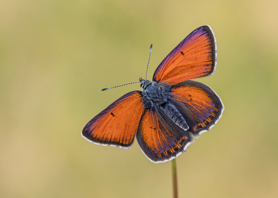 Nature picture: 1. Rode Vuurvlinder
