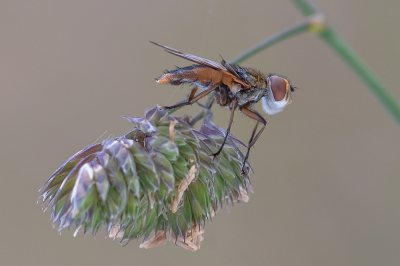 <i class='fa fa-user'></i> Johan van Gurp |  Ectophasia crassipennis  <i class='fa fa-eye'> 40</i>  <i class='fa fa-thumbs-up'> 4</i>   <i class='fa fa-comment-o'> 2</i>