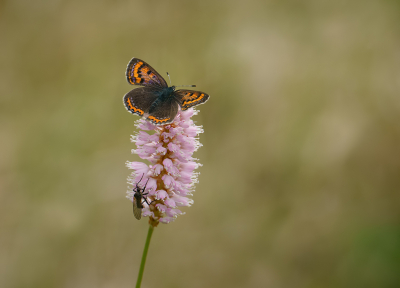 Een van de mooiste vlinders die er in de Eifel rondfladderen, is naar mijn mening toch wel de Blauwe Vuurvlinder.

Hij is erg klein en als ze rondvliegen moet je goed opletten, want je mist hem zo. Zeker als er genoeg dag actieve nachtvlinders rondfladderen, zoals afgelopen dinsdag in de Eifel. Daar kan ie dus opeens zomaar tussen zitten.

Deze beauty zat volop te smullen op de Adderwortel, samen met een andere bezoeker.

Gemaakt met de Sony A9 + Tamron 150-500, uit de hand.