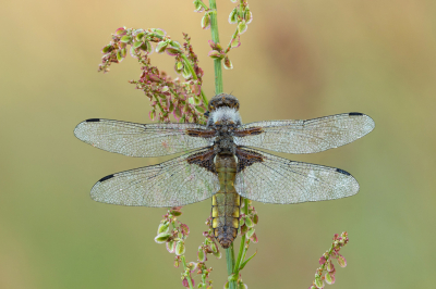 Libellula depressa / Platbuik / Broad-bodied Chaser