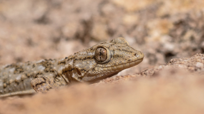 <i class='fa fa-user'></i> Johan van Gurp |  Muurgekko  <i class='fa fa-eye'> 45</i>  <i class='fa fa-thumbs-up'> 5</i>   <i class='fa fa-comment-o'> 3</i>