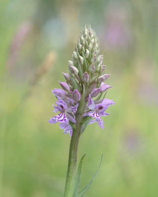 <i class='fa fa-user'></i> Johan van Gurp |  Gevlekte Orchis  <i class='fa fa-eye'> 48</i>   <i class='fa fa-comment-o'> 3</i>