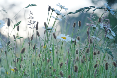 <i class='fa fa-user'></i> hesterb |  Lente bloemenveld in de ochtend  <i class='fa fa-eye'> 60</i>  <i class='fa fa-thumbs-up'> 2</i>   <i class='fa fa-comment-o'> 5</i>