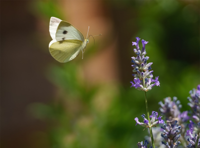 Ik zat in de tuin van mijn lief en een Kolibrievlinder was me te snel af.

Met de camera naast me gewacht of ie nog eens terug zou komen, helaas pindakaas...

Maar ook andere leuke beestjes lieten zich zien bij de Lavendel, zoals dit Scheefbloemwitje. Mooie soort natuurlijk.

Camera op sluitertijd voorkeuze en ISO op automatisch en dan proberen in vlucht te pakken. Bijna alles in de digitale prullenbak, maar deze was een treffer.